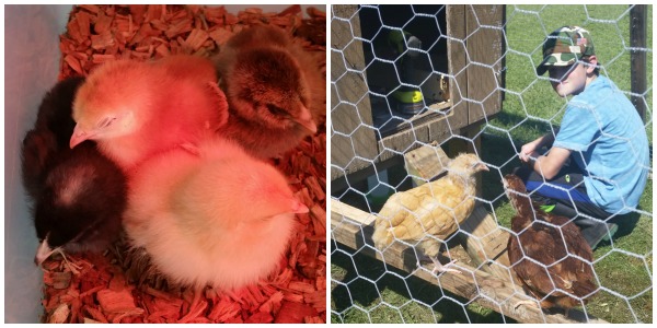 picmonkey-collage1216