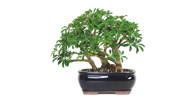 bonsai tree