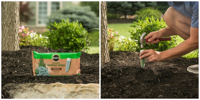 miraclegro fertilizer spikes