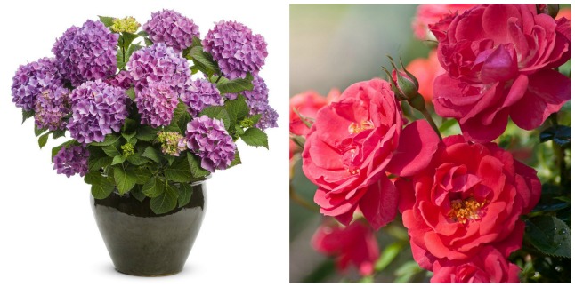 Proven Winners flowers