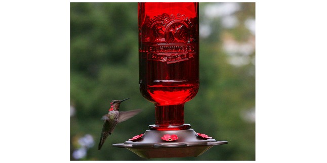 hummingbird feeder