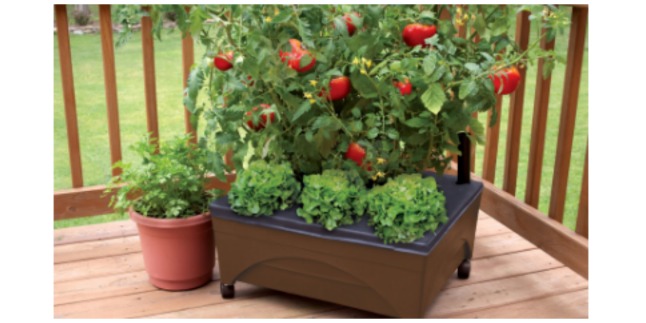 raised garden bed