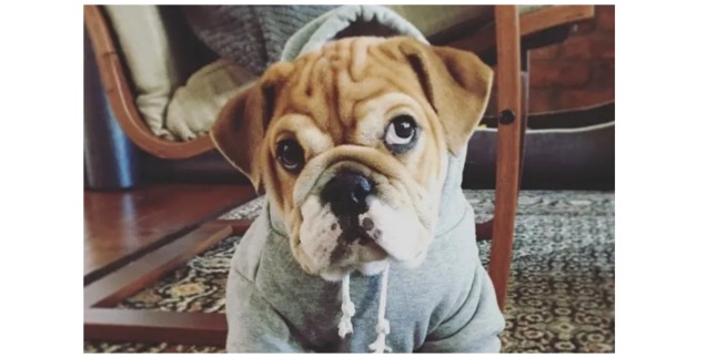 doggie hoodie