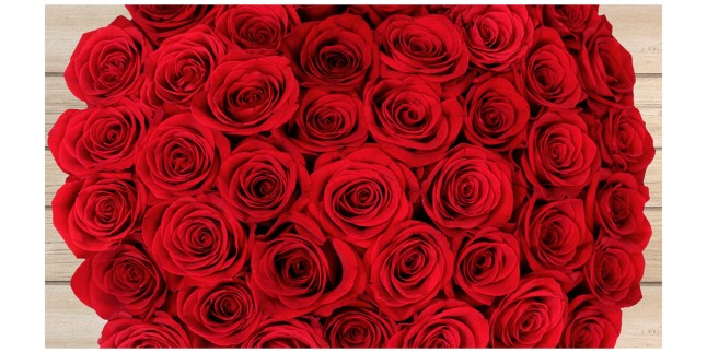 red roses