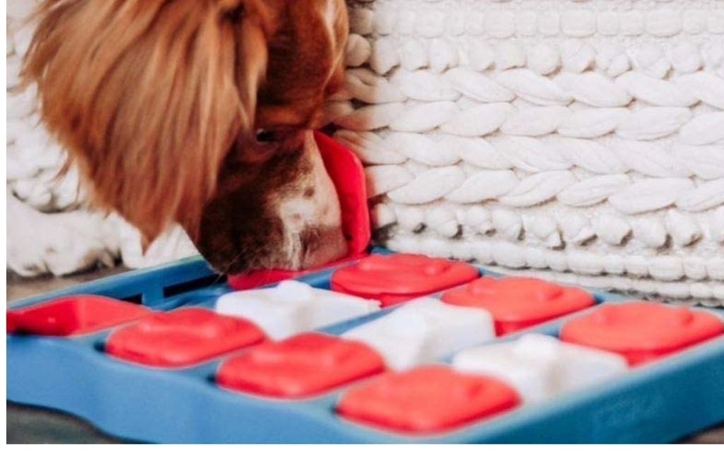 interactive dog puzzle