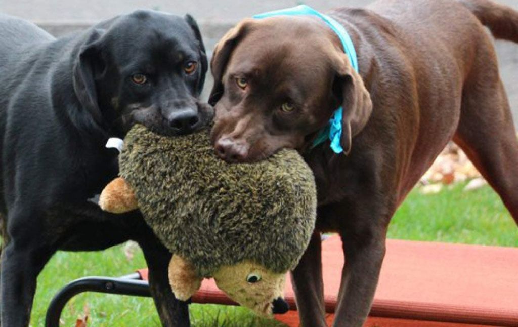 outward hound dog toy