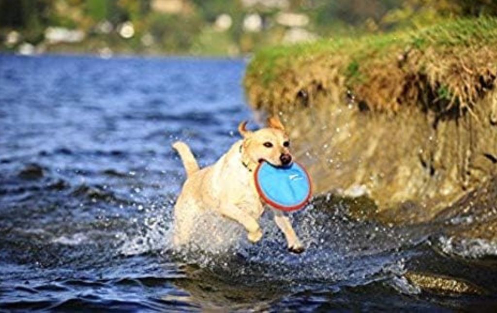 chuckit frisbee