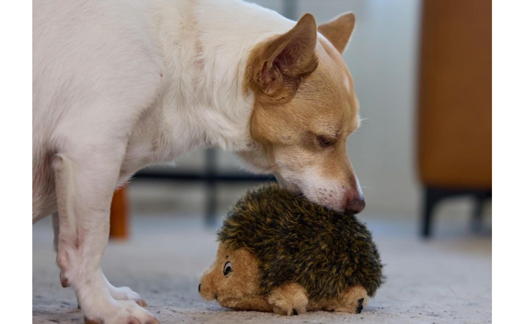 outward hound hedgehog