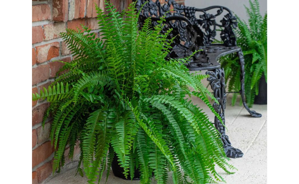 boston ferns