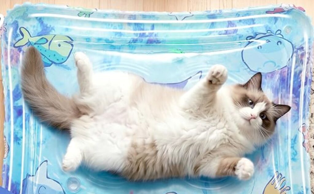 cat toys
